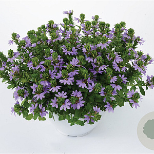Scaevola Blue GM P12