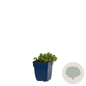 Sedum spurium 'Album' GM  P11