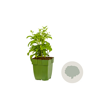 Stevia rebaudiana GM  P11