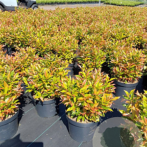 Leucothoe 'Zeblid' 30-40 cm 5,0L