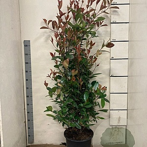 Photinia fraseri 'Red Robin' 125-150 cm 15L