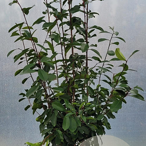 Photinia fraseri 'Red Robin' 125-150 cm 15L