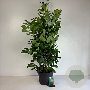 Prunus l. Etna 80-100 cm 10L