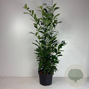 Prunus l. Genolia 80-100 cm 10L