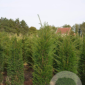 Taxus baccata 100-125 cm met kluit
