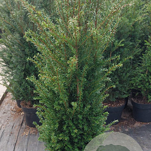 Taxus baccata 80-100 cm 10L