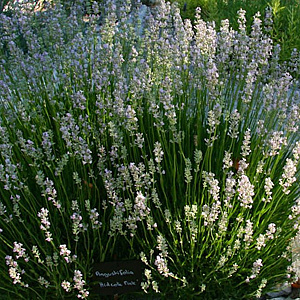 Lavandula angustifolia 'Hidcote Pink' GM P9