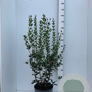 Osmanthus heterophyllus 80-100 cm 10L