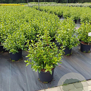 Viburnum tinus 40-50 cm 10L