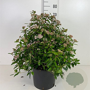 Viburnum tinus 40-50 cm 10L