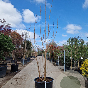 Koelreuteria paniculata 250-300 cm container meerstammig
