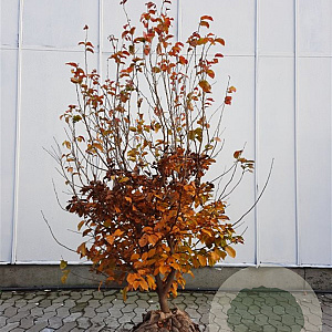 Parrotia persica 175-200 cm draadkluit meerstammig solitair