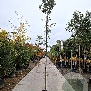 Quercus ilex 6-8 HO container