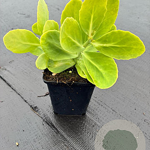 Sedum spectabile 'Stardust' GM P9
