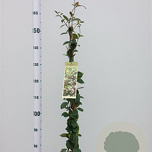 Trachelospermum jasminoides 125-150 cm 3,0L