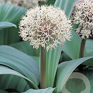 Allium karataviense GM 2,0L