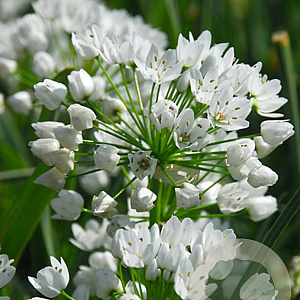 Allium neapolitanum GM P9