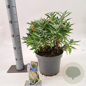 Buddleja d. B. Candy Little White 30-40 cm 5,0L