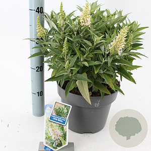 Buddleja d. B. Candy Little White 30-40 cm 5,0L