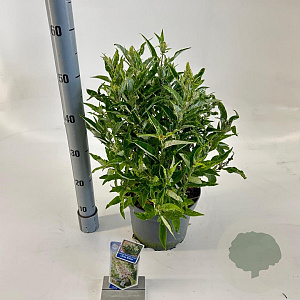 Buddleja d. B. Candy Little White 30-40 cm 5,0L