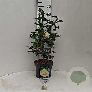 Camellia j. 'Brushfield's Yellow' 60-80 cm 5,0L