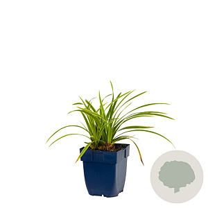 Carex morrowii 'Ice Dance' GM  P11