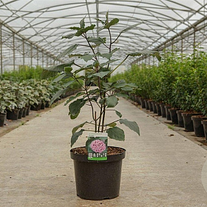 Clerodendrum bungei 60-80 cm 10L