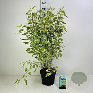 Cornus alba 'Elegantissima' 25-30 cm 2,0L vierkant