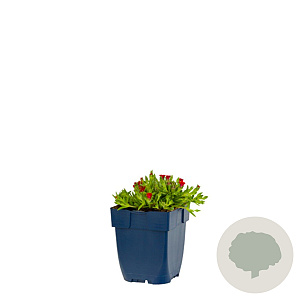 Delosperma c. 'Jewel of Des Garnet' GM  P11