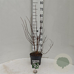 Deutzia cren. 'Pride of Rochester' 30-40 cm 3,0L