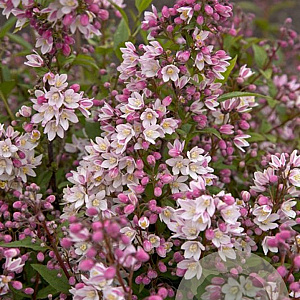 Deutzia rosea 'Campanulata' 25-30 cm 2,0L vierkant