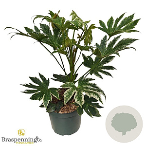 Fatsia japonica 'Spider's Web' 50-60 cm 5,0L