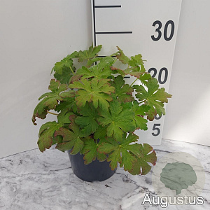 Geranium macr. 'Spessart' GM 2,0L