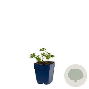 Geranium sang. 'Album' GM  P11