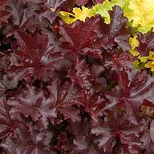 Heuchera 'Lace Ruffles' GM P9