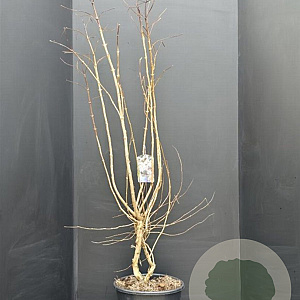 Heptacodium miconioides 125-150 cm 20L