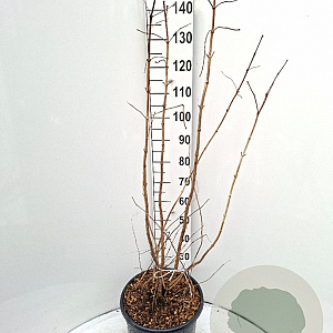 Heptacodium miconioides 125-150 cm 20L