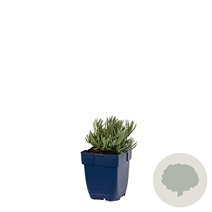 Lavandula int. 'Edelweiss' GM  P11