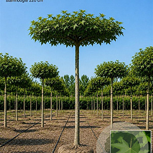 Liquidambar styraciflua 20-25 HO draadkluit dakvorm 240 cm stam