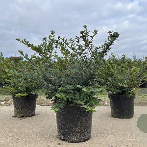 Lonicera nit. 'Elegant' 20-30 cm C1.5