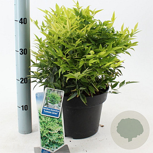 Nandina d. Magical Lemon & Lime 35-40 cm 5,0L