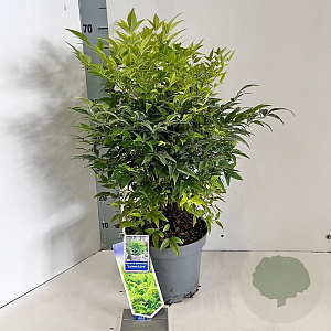 Nandina d. Magical Lemon & Lime 35-40 cm 5,0L