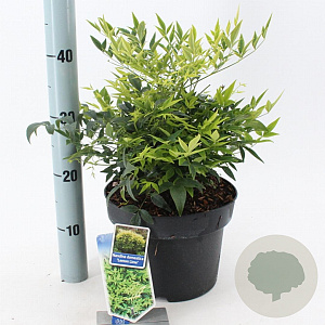 Nandina d. Magical Lemon & Lime 35-40 cm 5,0L
