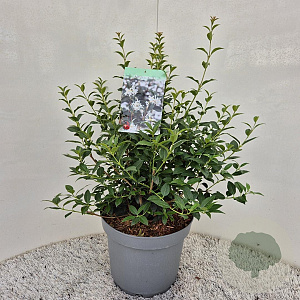 Osmanthus burkwoodii 30-35 cm 7,5L