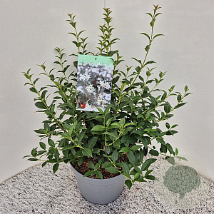 Osmanthus burkwoodii 30-35 cm 7,5L