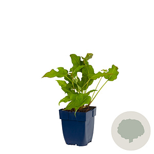 Persicaria a. 'Alba' GM  P11