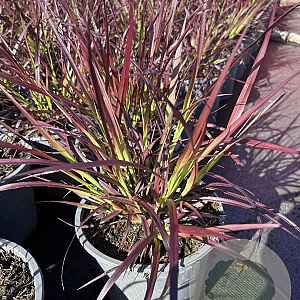 Pennisetum advena 'Rubrum' GM 2,0L