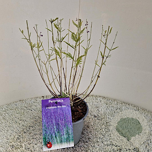 Perovskia 'Blue Spire' 25-30 cm 2,5L