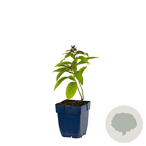 Phlox (P) Sweet Summer Candy GM  P11