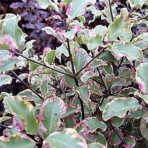 Pittosporum ten. 'Victoria' 20-25 cm 2,0L